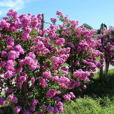 Al-bor مزرعة للإقامة لاتيزي